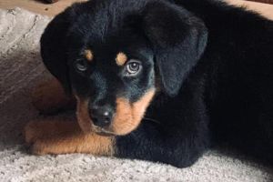 Rottweiler For Sale in Lodon