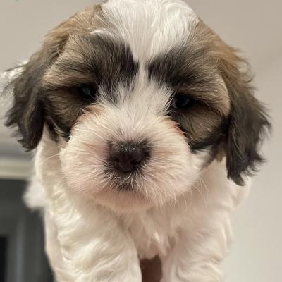 Beautiful Lhasa Apso and Eskimo Mix Puppies for Sale | UKPets