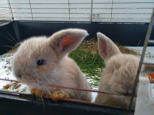 French Lop For Sale in Lodon