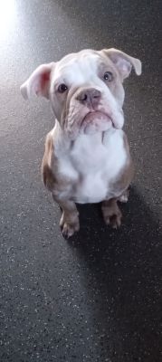 Old Tyme Bulldog for Rehoming
