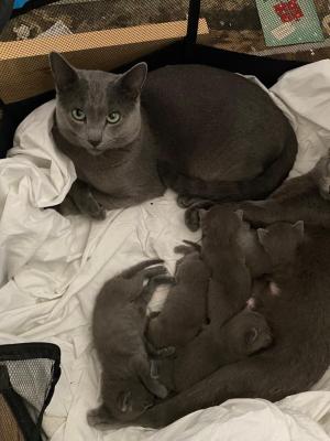 Russian blue kittens for sale | UKPets