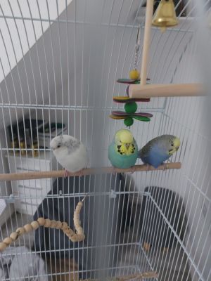 Budgies For Sale