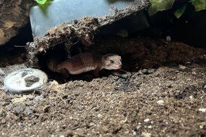 Gecko For Sale