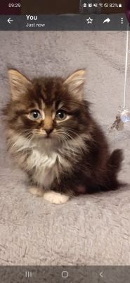 Beautiful Kittens For Sale | UKPets