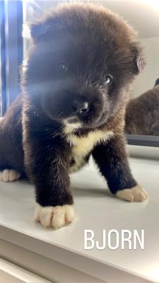 Chunky American Akita puppies for sale !!! | UKPets