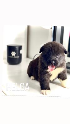 Chunky American Akita puppies for sale !!! | UKPets