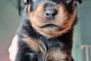 Available Rottweilers