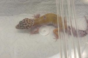Geckos for Rehoming