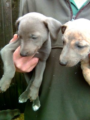 Lurchers for Rehoming