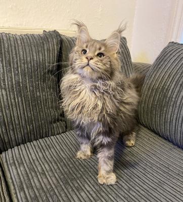 Stunning Maine Coon Fife litter | UKPets