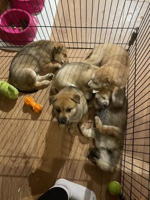 Mixed Breed For Sale in the UK
