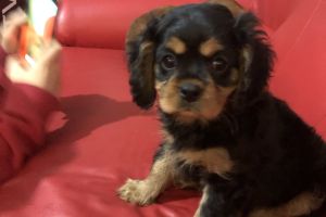 Beautiful Female Cavalier King Charles Spaniel puppies for sale