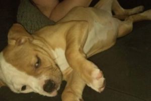 Alapaha Blue Blood Bulldogs for Rehoming