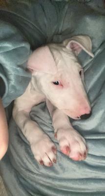 English Bull Terrier for Rehoming