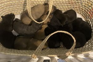 Labrador Retriever Online Listings