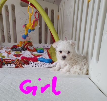 Maltipoo for Rehoming