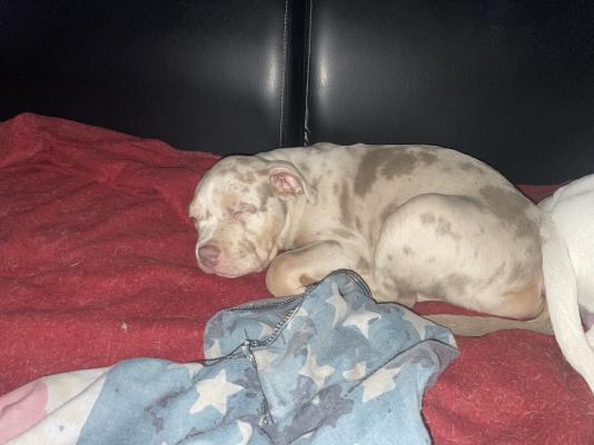 American Bully for Rehoming
