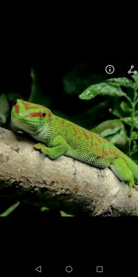 Gecko For Sale in Great Britain
