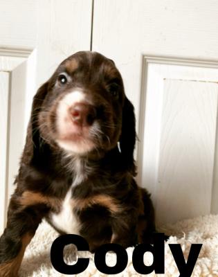 Cocker Spaniel Dogs Breed