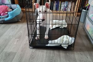 English Bull Terrier Dogs Breed