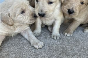 Labradoodle For Sale in the UK