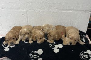 6 cocker spaniel puppies