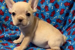 Beautiful French Bulldog Puppy for Sale