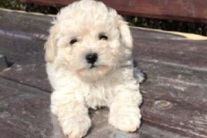Bichon Frise For Sale in Great Britain