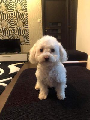Bichon Frise For Sale in Great Britain