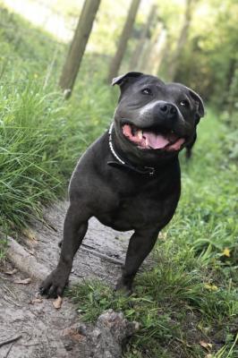 Champion blue best sale staffordshire bull terrier