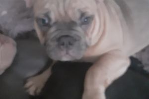 Top quality French bulldog puppies for sale