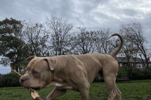American Bully For Stud in Great Britain