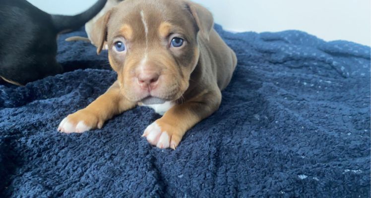 Absolutely stunning light brown tri colour Pocket Bully | UKPets