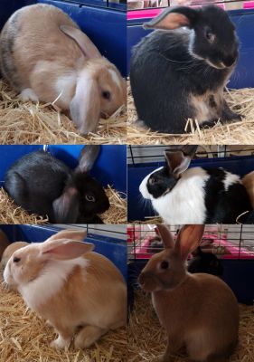 Mixed Breeds For Sale
