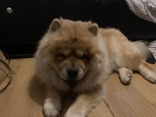 Chow Chow For Sale in Lodon