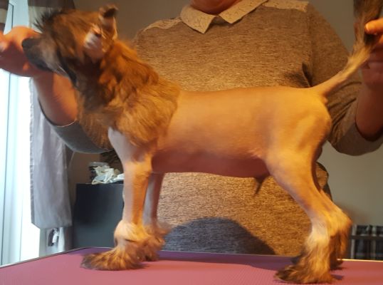 Chinese Crested For Sale