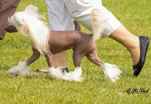 Royal canin outlet chinese crested