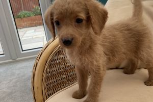 Cute Labradoodle For Sale