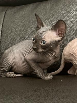 Sphynx for Rehoming