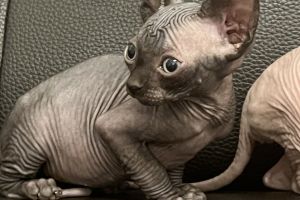 Sphynx for Rehoming