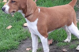Plummer Terrier For Sale in the UK