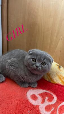 Scottish Fold for Rehoming
