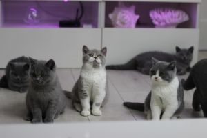 British Shorthair For Sale in Lodon