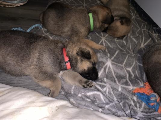 4 Weeks old American Akita x Doberman mix Puppies 1 girl - 7 boys left ...