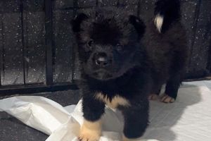 Full American Akita Puppies Available