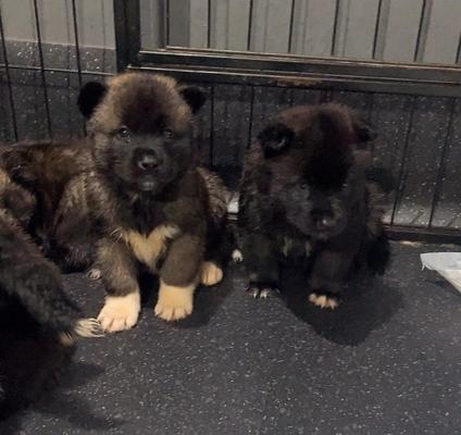 Full American Akita Puppies Available | UKPets