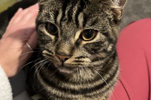Tabby For Sale in the UK