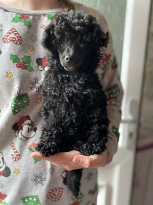 Toy Poodles For Sale
