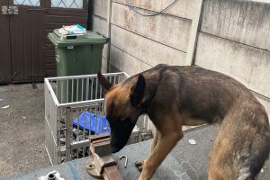 Belgian Malinois For Sale in the UK