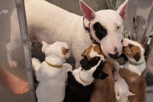 English Bull Terrier For Sale in the UK